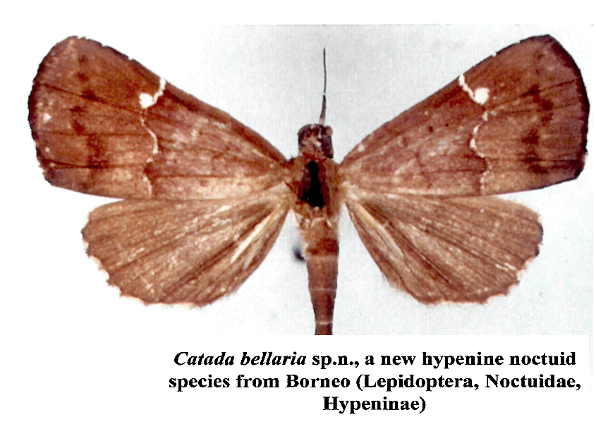 Falena "Catada Bellaria"
