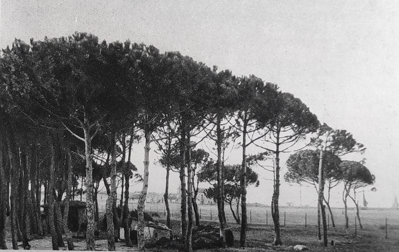 Igea Marina gode i benefici di una bella pineta…